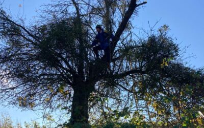 Weihnachtsmarkt am ersten Adventwochenende: Wir und unsere Misteln sind dabei!